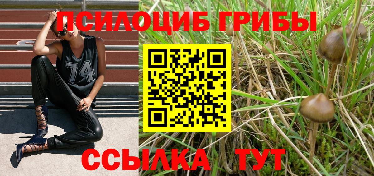 Галлюциногенные грибы Psilocybe Арзамас